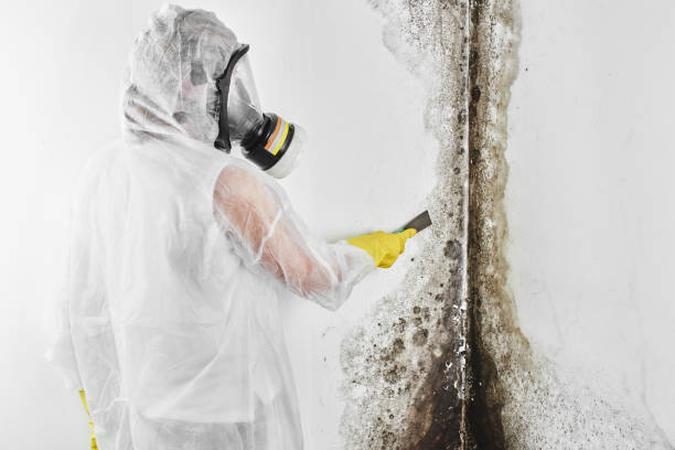 Best Commercial Mold Remediation in Fredericksburg, TX