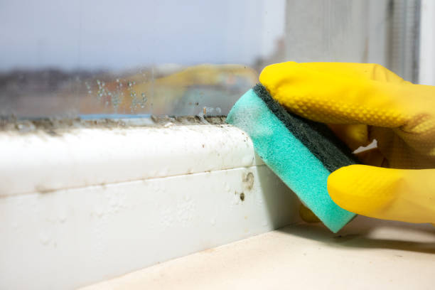 Best Kitchen Mold Remediation in Fredericksburg, TX