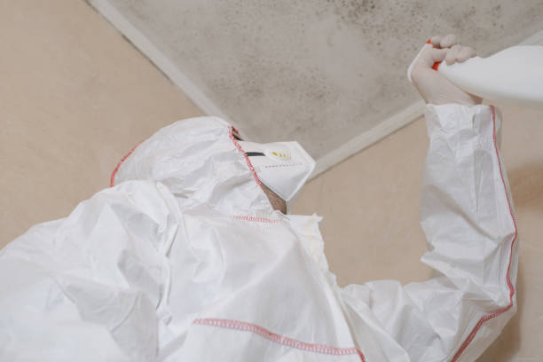 Best HVAC Mold Remediation in Fredericksburg, TX