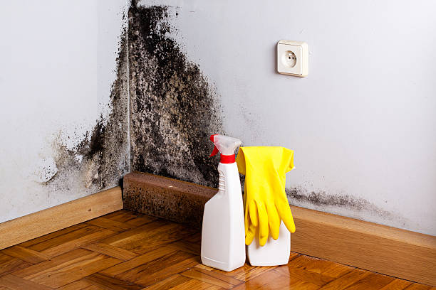 Best Mold Remediation for Specific Building Types in Fredericksburg, TX