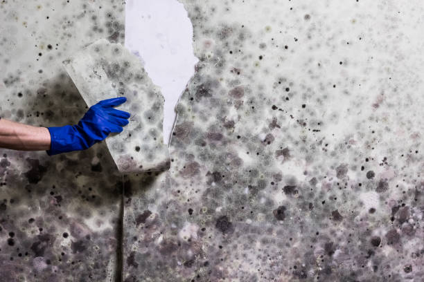 Best Residential Mold Remediation in Fredericksburg, TX