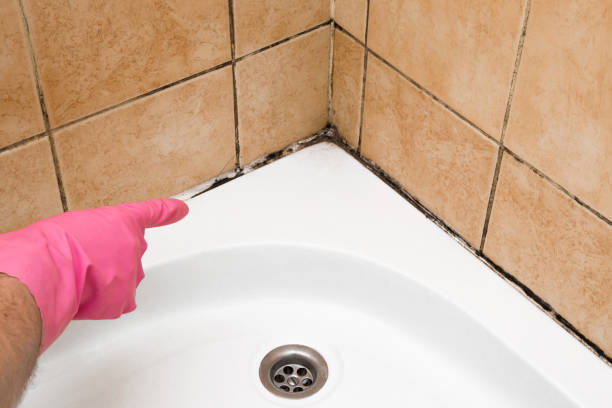Best Residential Mold Remediation in Fredericksburg, TX